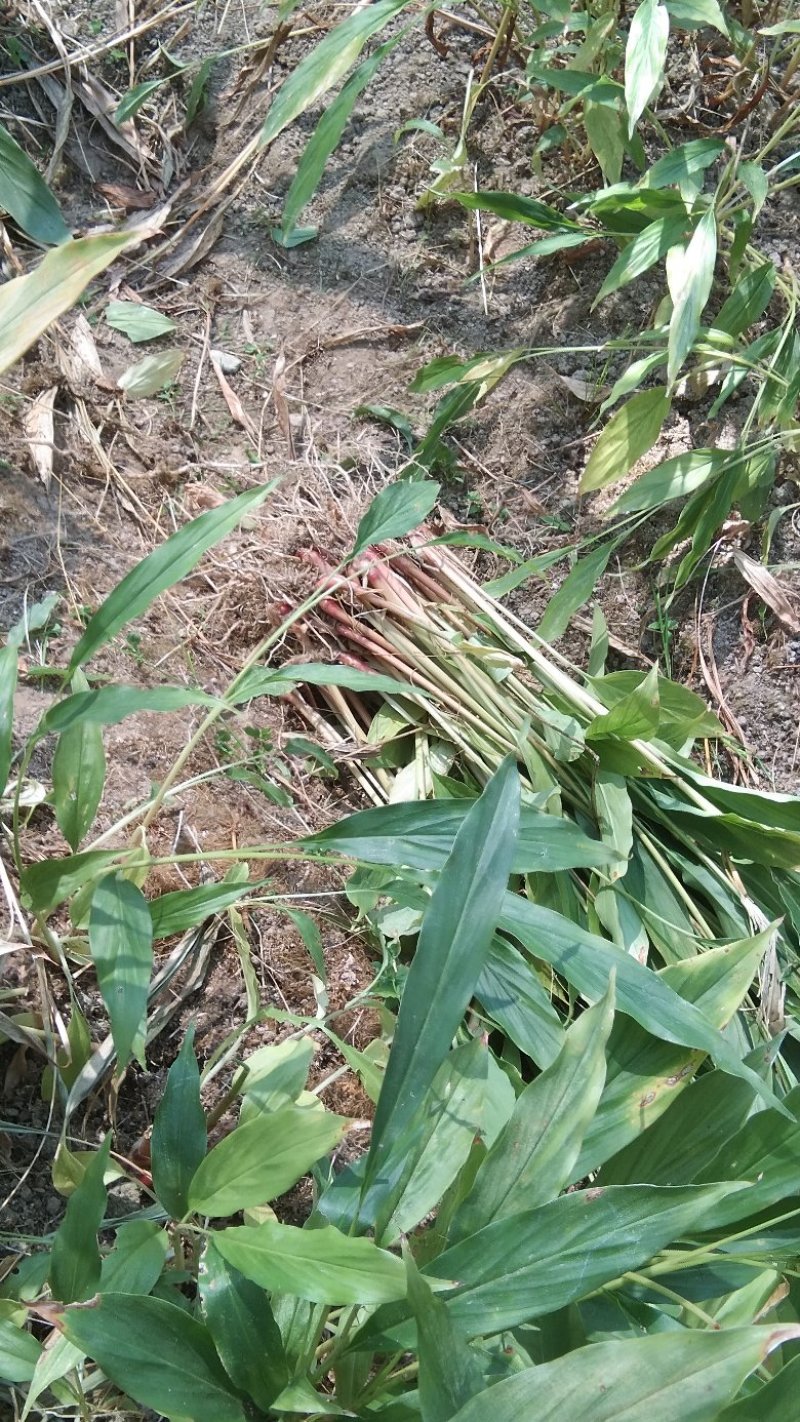草果苗，草果苗草果苗