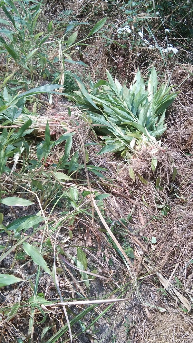 草果苗，草果苗草果苗
