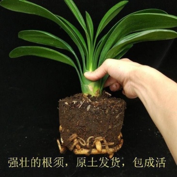 君子兰盆栽花卉绿植当年开花室内办公室四季常青精品大苗原盆