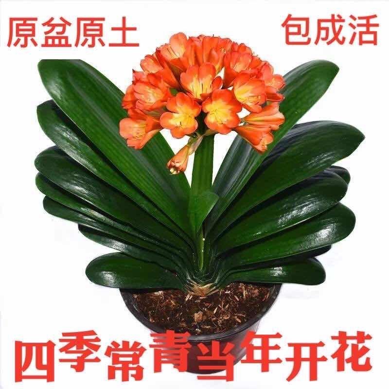 君子兰盆栽花卉绿植当年开花室内办公室四季常青精品大苗原盆