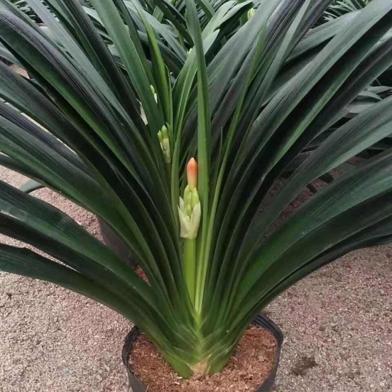 君子兰盆栽花卉绿植当年开花室内办公室四季常青精品大苗原盆