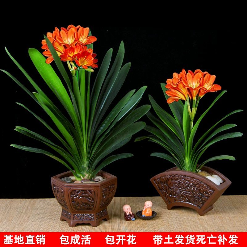 君子兰盆栽花卉绿植当年开花室内办公室四季常青精品大苗原盆