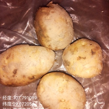 高山沙地新鲜土豆