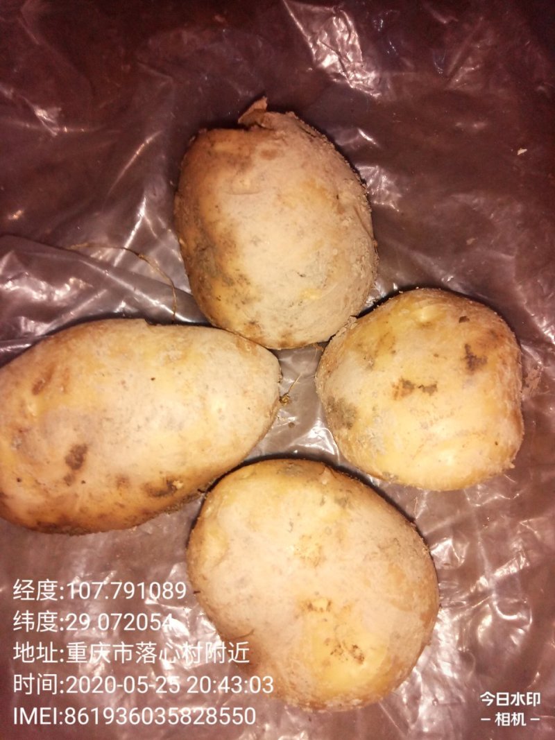 高山沙地新鲜土豆