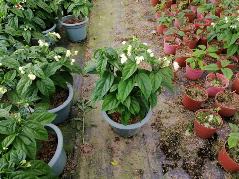 花木龙吐珠运费请联系商家不包邮