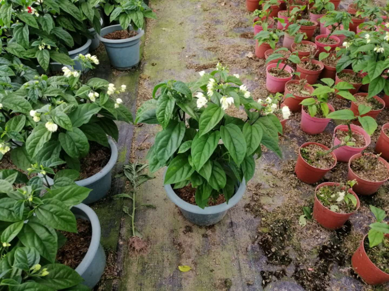 花木龙吐珠运费请联系商家不包邮