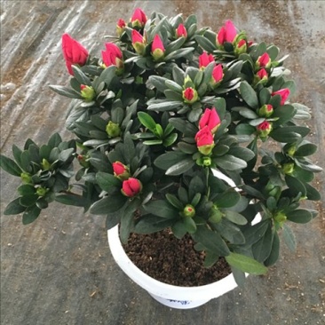 【带花苞发货】杜鹃花盆栽四季开花室内阳台植物盆栽绿植花卉