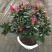 【带花苞发货】杜鹃花盆栽四季开花室内阳台植物盆栽绿植花卉