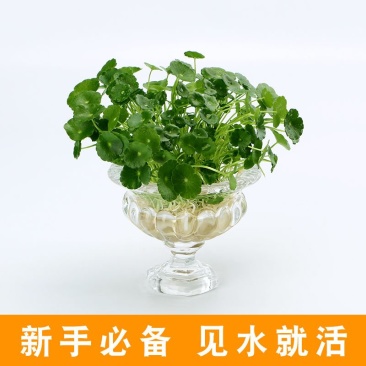 带叶铜钱草水培植物盆栽室内招财客厅桌面绿植花卉趣味转运金
