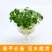 带叶铜钱草水培植物盆栽室内招财客厅桌面绿植花卉趣味转运金
