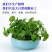 带叶铜钱草水培植物盆栽室内招财客厅桌面绿植花卉趣味转运金