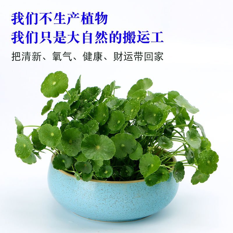 带叶铜钱草水培植物盆栽室内招财客厅桌面绿植花卉趣味转运金