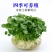 带叶铜钱草水培植物盆栽室内招财客厅桌面绿植花卉趣味转运金