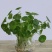 带叶铜钱草水培植物盆栽室内招财客厅桌面绿植花卉趣味转运金