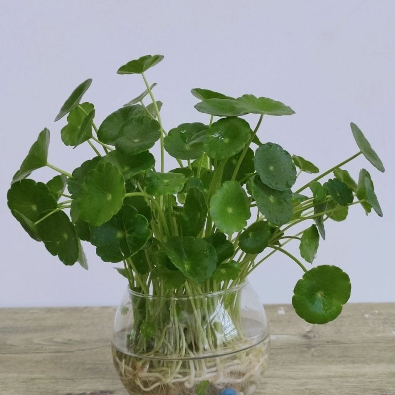 带叶铜钱草水培植物盆栽室内招财客厅桌面绿植花卉趣味转运金