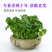 带叶铜钱草水培植物盆栽室内招财客厅桌面绿植花卉趣味转运金