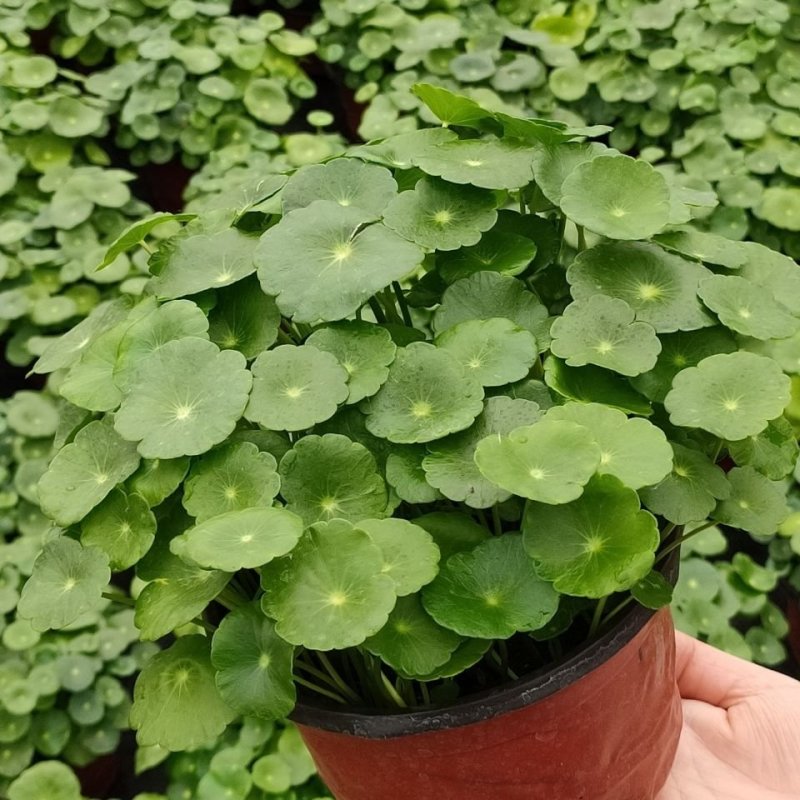 带叶铜钱草水培植物盆栽室内招财客厅桌面绿植花卉趣味转运金