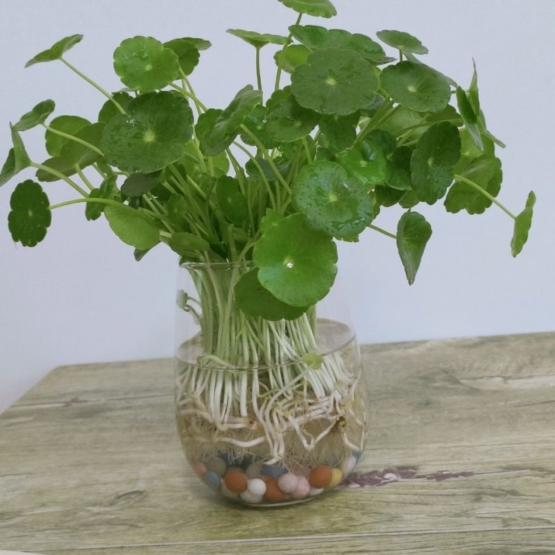 带叶铜钱草水培植物盆栽室内招财客厅桌面绿植花卉趣味转运金