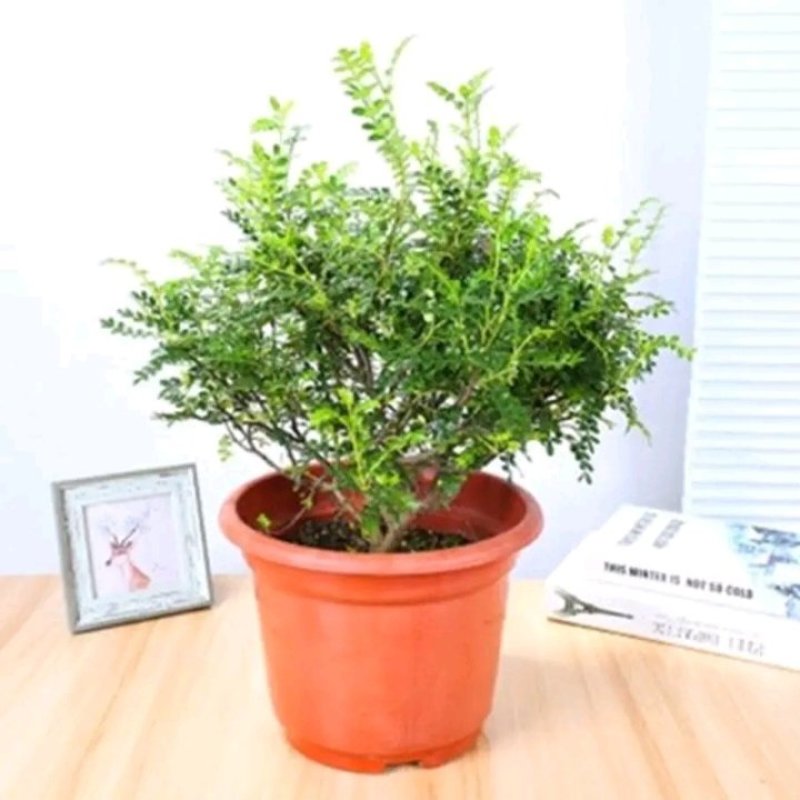 清香木绿植盆栽四季常青卧室阳台办公桌植物胡椒木夏季-安神