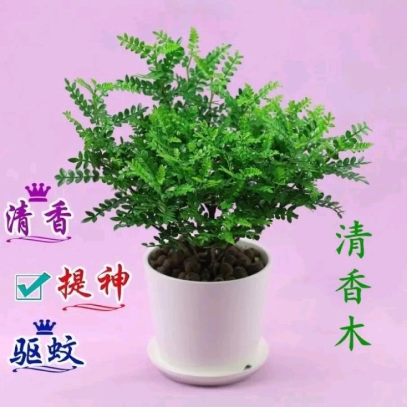 清香木绿植盆栽四季常青卧室阳台办公桌植物胡椒木夏季-安神