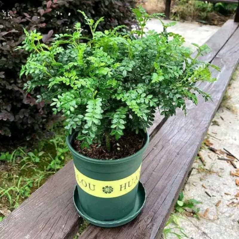 清香木绿植盆栽四季常青卧室阳台办公桌植物胡椒木夏季-安神