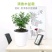 清香木绿植盆栽四季常青卧室阳台办公桌植物胡椒木夏季-安神