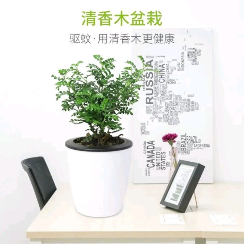 清香木绿植盆栽四季常青卧室阳台办公桌植物胡椒木夏季-安神