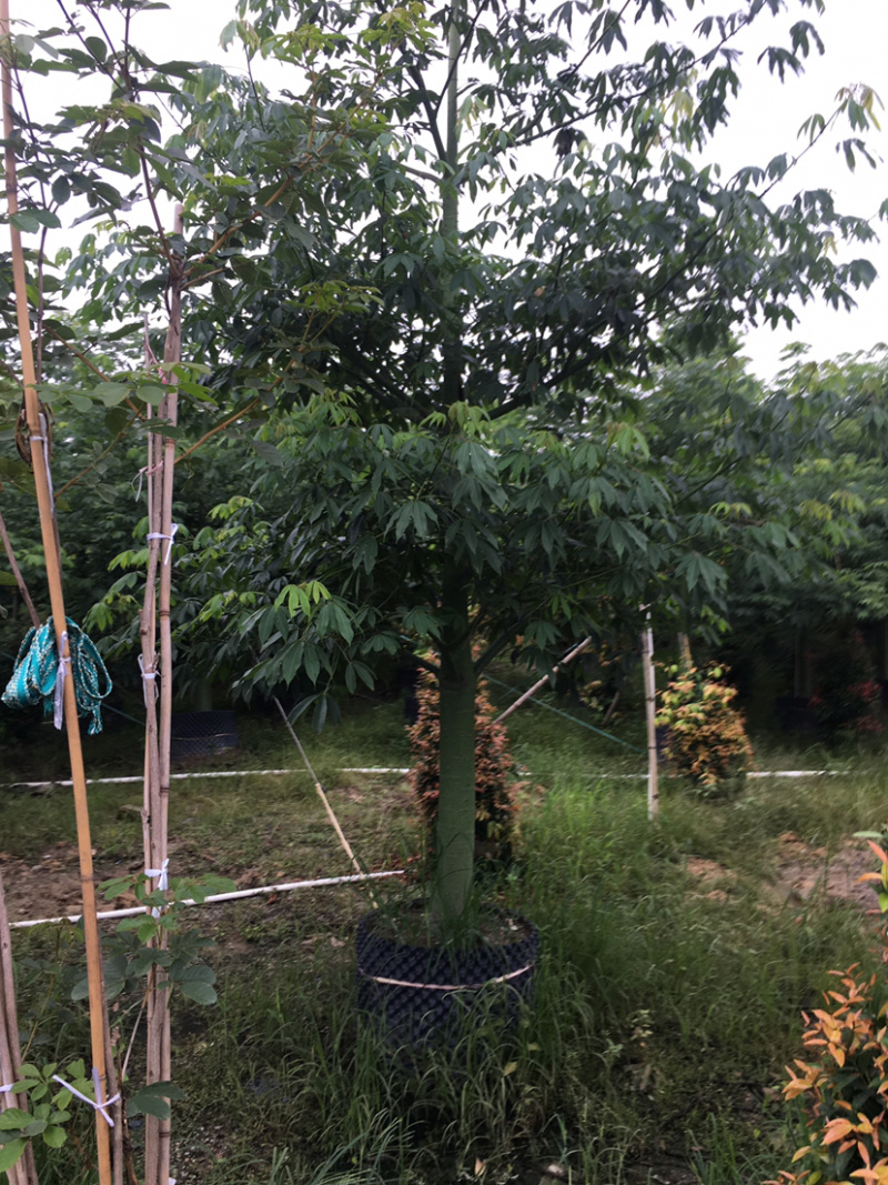 大腹木棉(价格实惠，量大从优)长期供应各种苗木