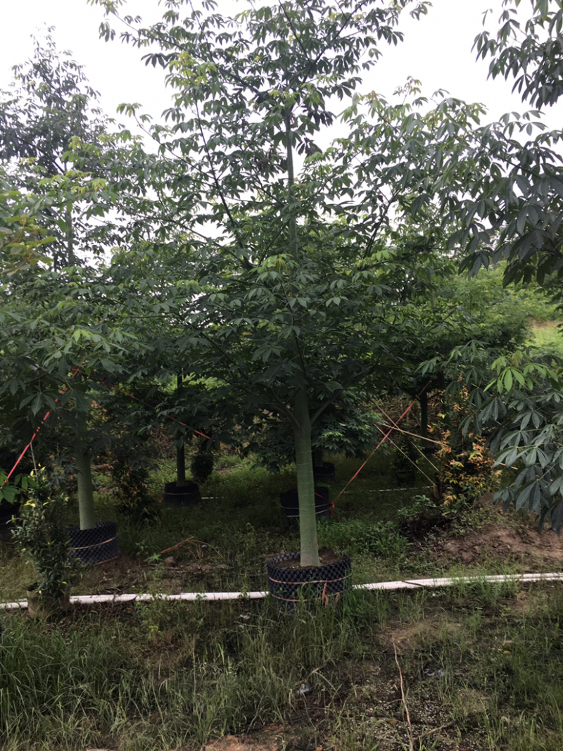 大腹木棉(价格实惠，量大从优)长期供应各种苗木
