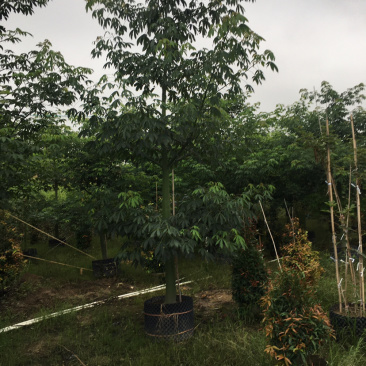 大腹木棉(价格实惠，量大从优)长期供应各种苗木