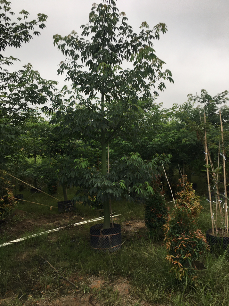 大腹木棉(价格实惠，量大从优)长期供应各种苗木