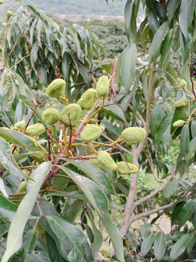 荔枝