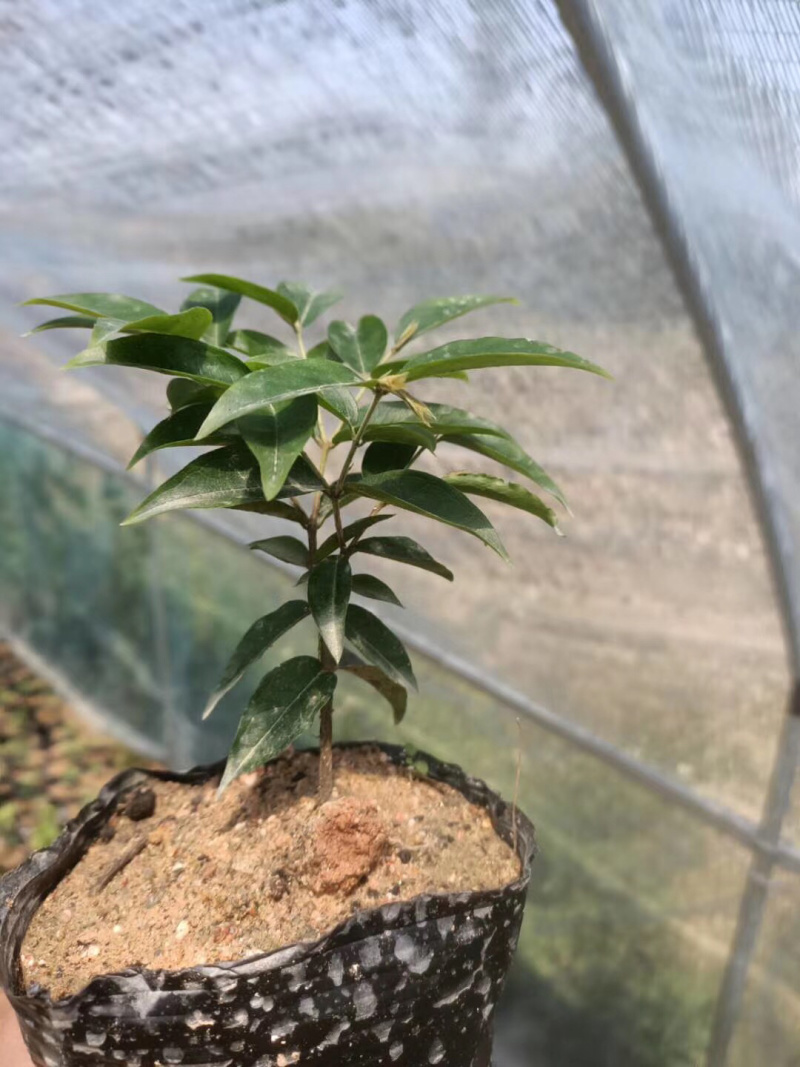 树葡萄苗