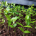 树葡萄苗