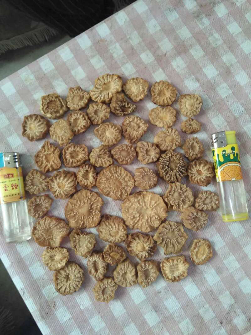 肉苁蓉鲜干片