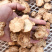 肉苁蓉鲜干片