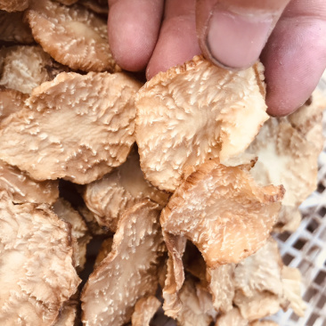 肉苁蓉鲜干片