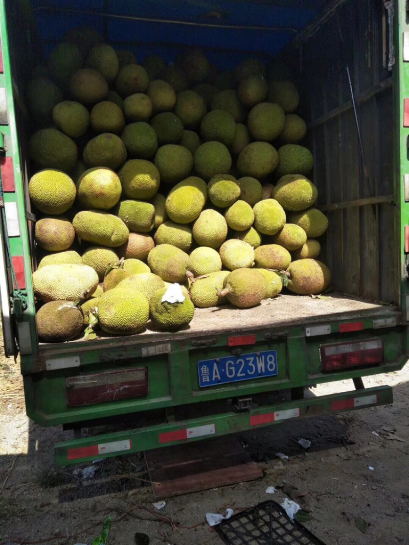 果园大量供应，菠萝蜜，龙眼，荔枝，等