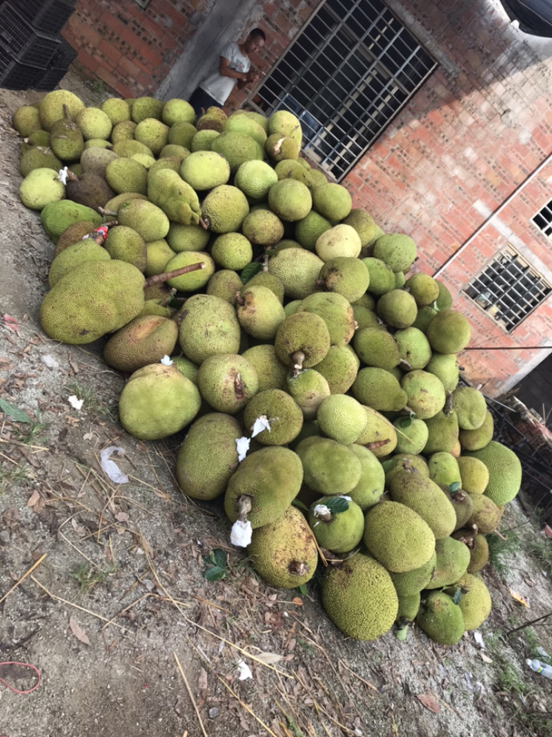 果园大量供应，菠萝蜜，龙眼，荔枝，等