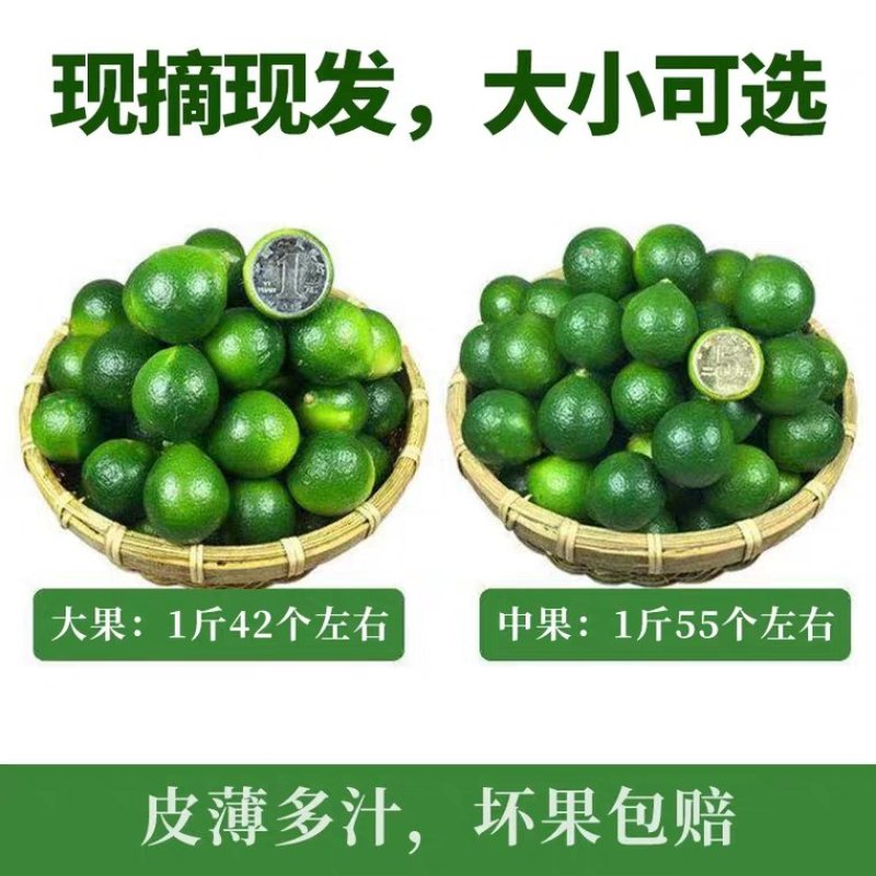 海南小青金桔