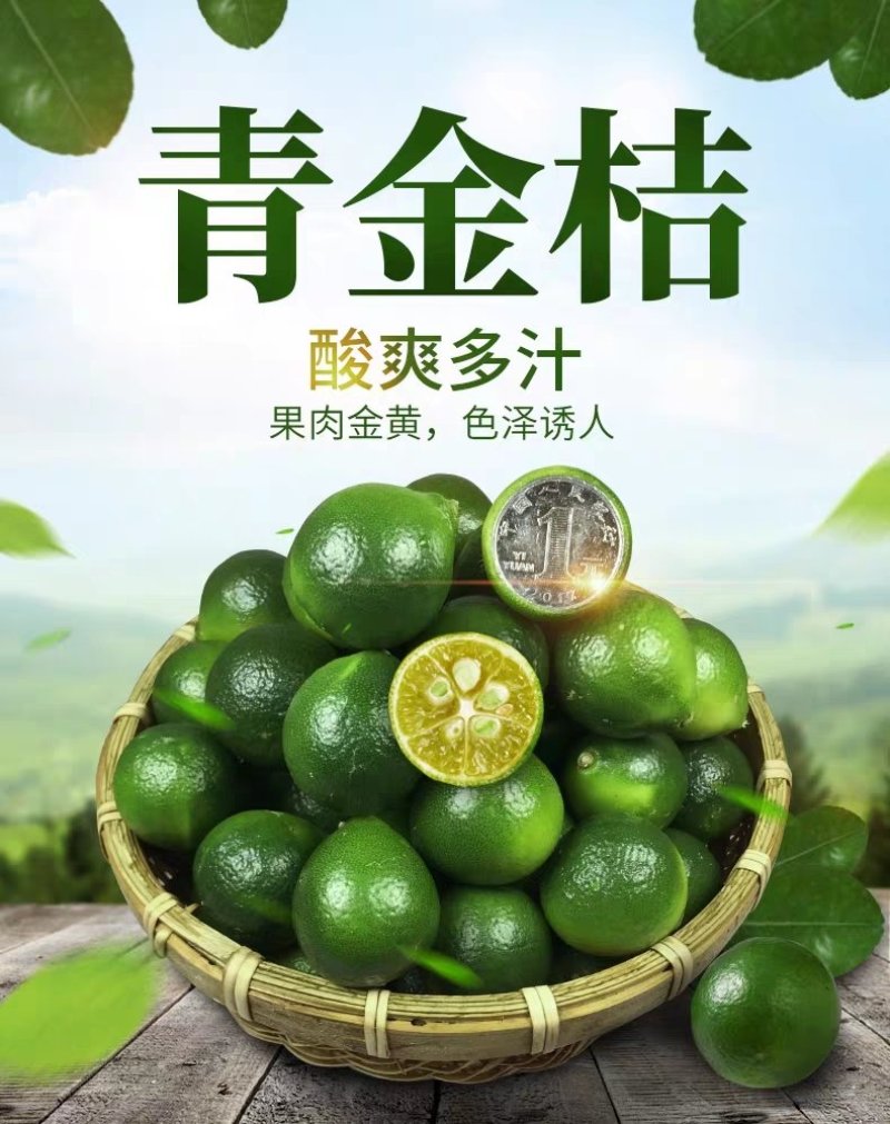 海南小青金桔