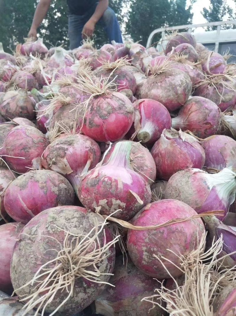 红皮洋葱，扁圆，微辣，浅红色，无残留，商品价值高