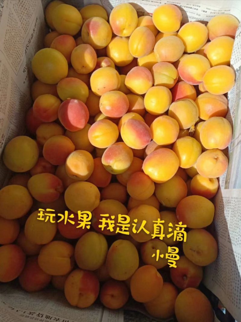 八达杏