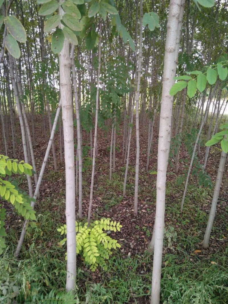 香花槐