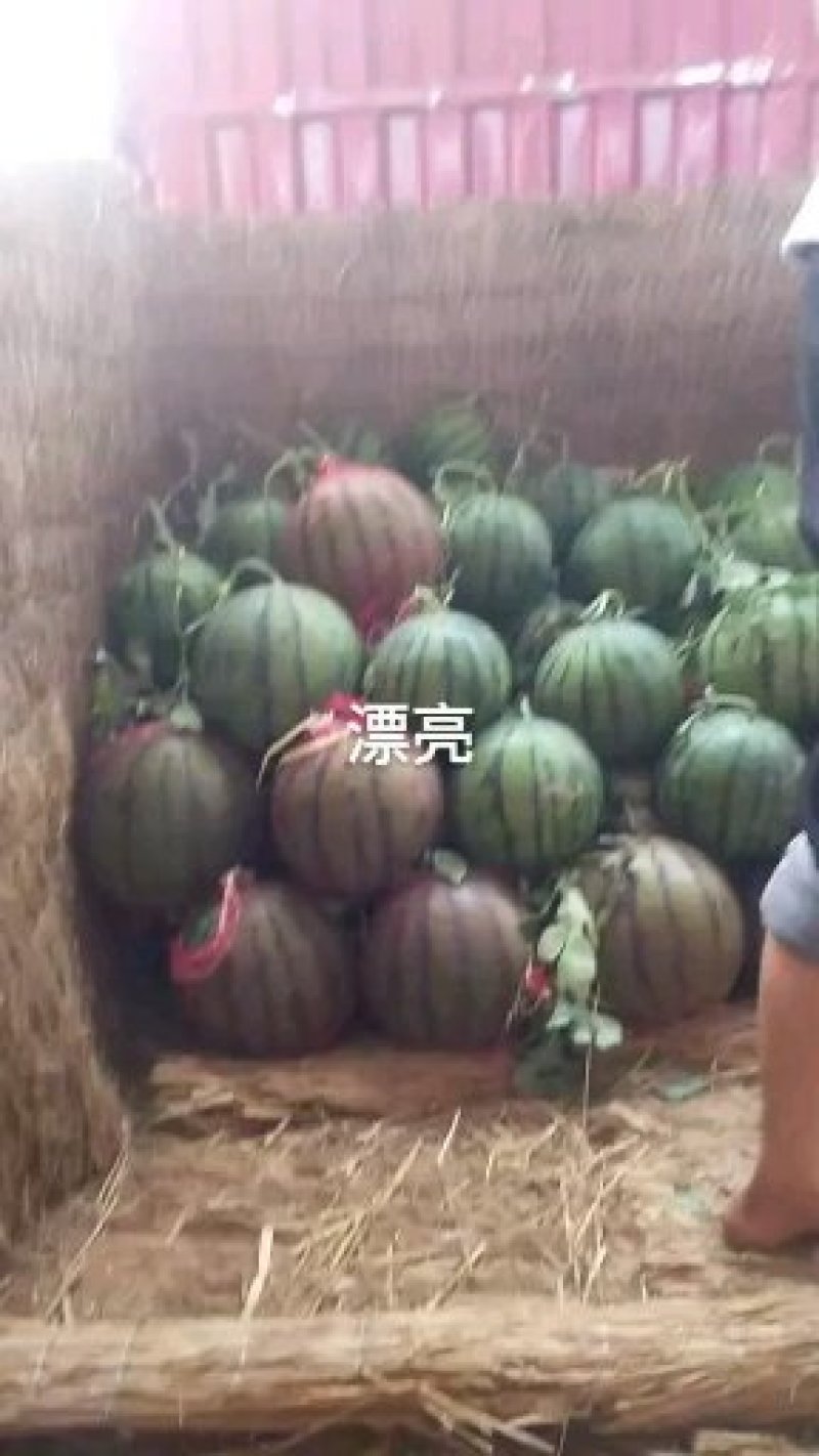 京欣西瓜
