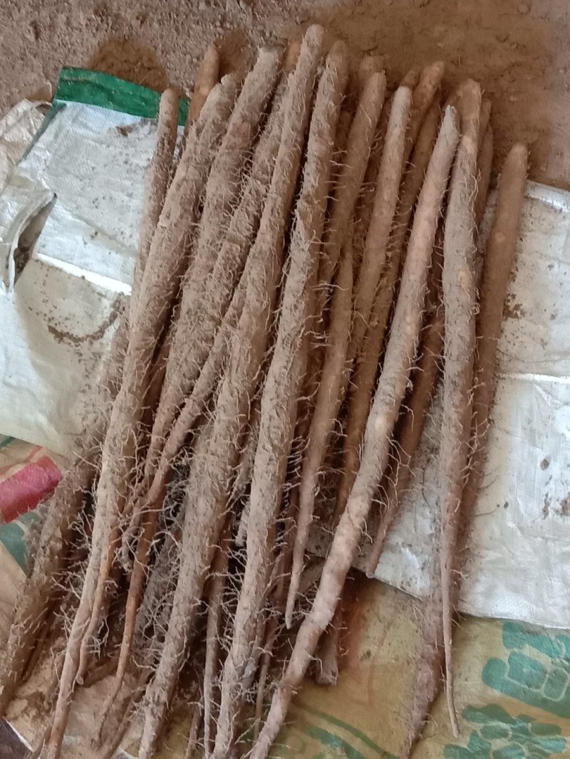 铁棍山药精品箱货，网袋