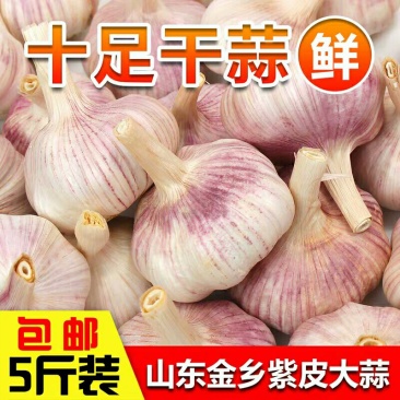 [一件代发]干蒜头包邮5斤新大蒜金乡农家自种蔬菜紫白皮
