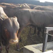 [热]利木赞牛法国吨牛犊包技术包成活包运输