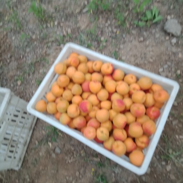杏