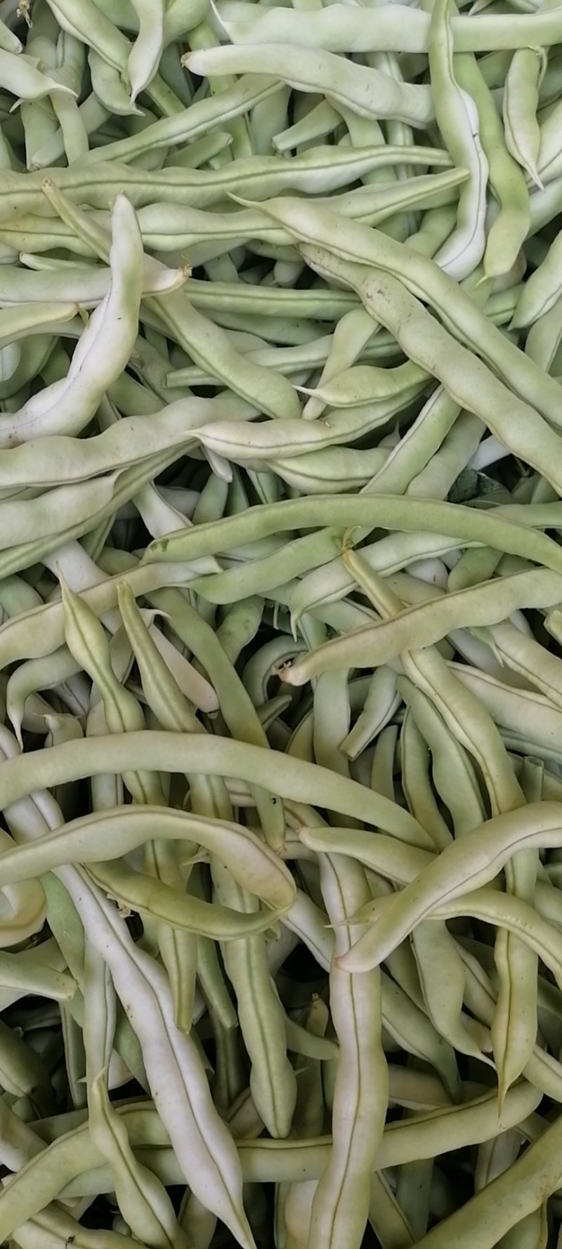 豆角四季豆现货20---35厘米长五斑点无虫眼